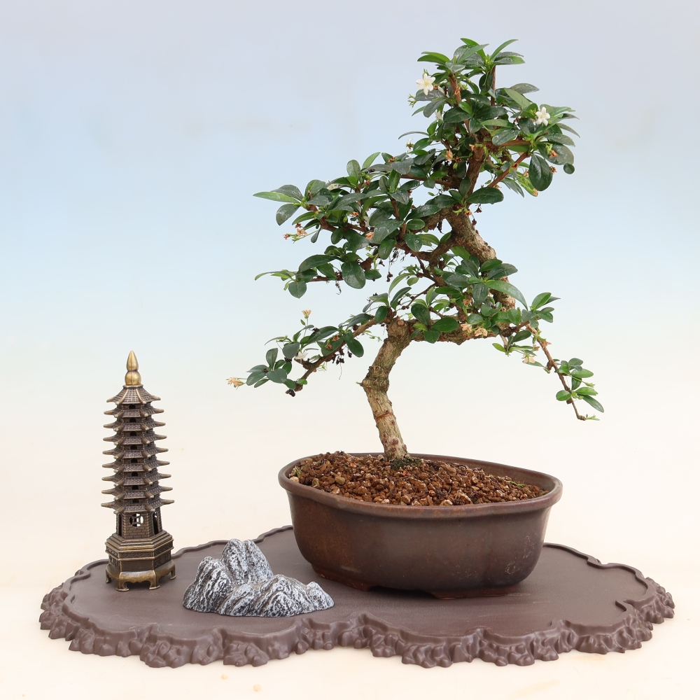 Műanyag bonsai-tartó, 43 x 25 x 1,5 cm, barna színű