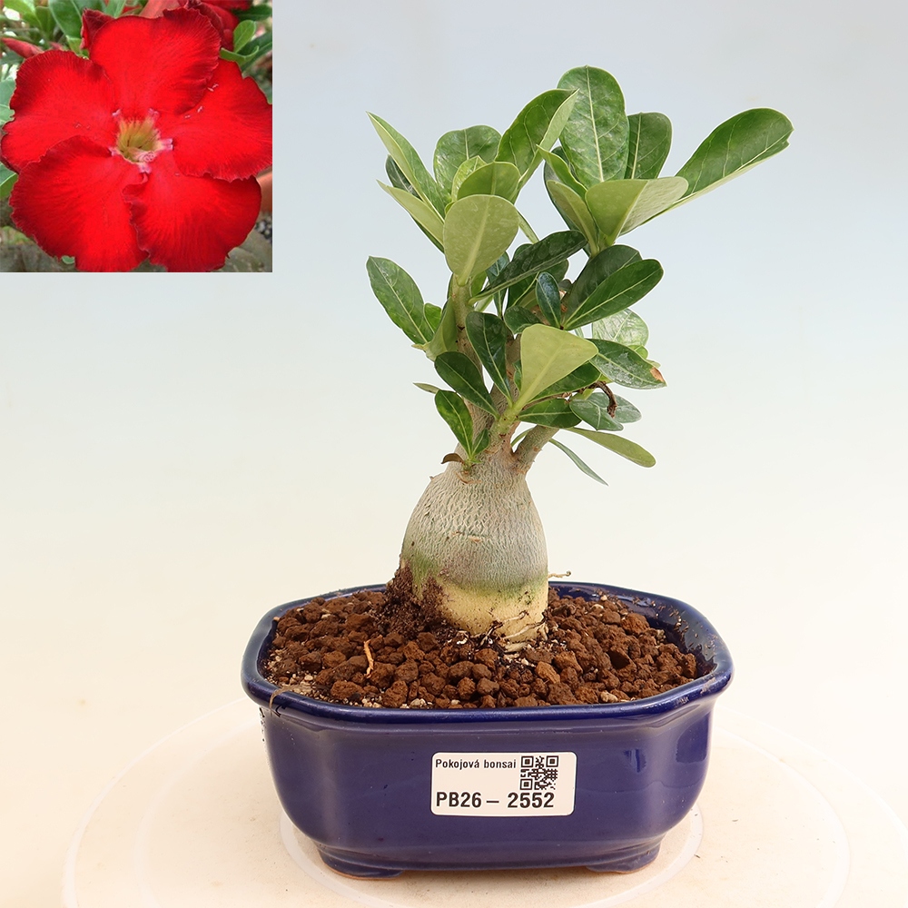 Szobabonsai – Adenium obesum Red Star – Sivatagi rózsa