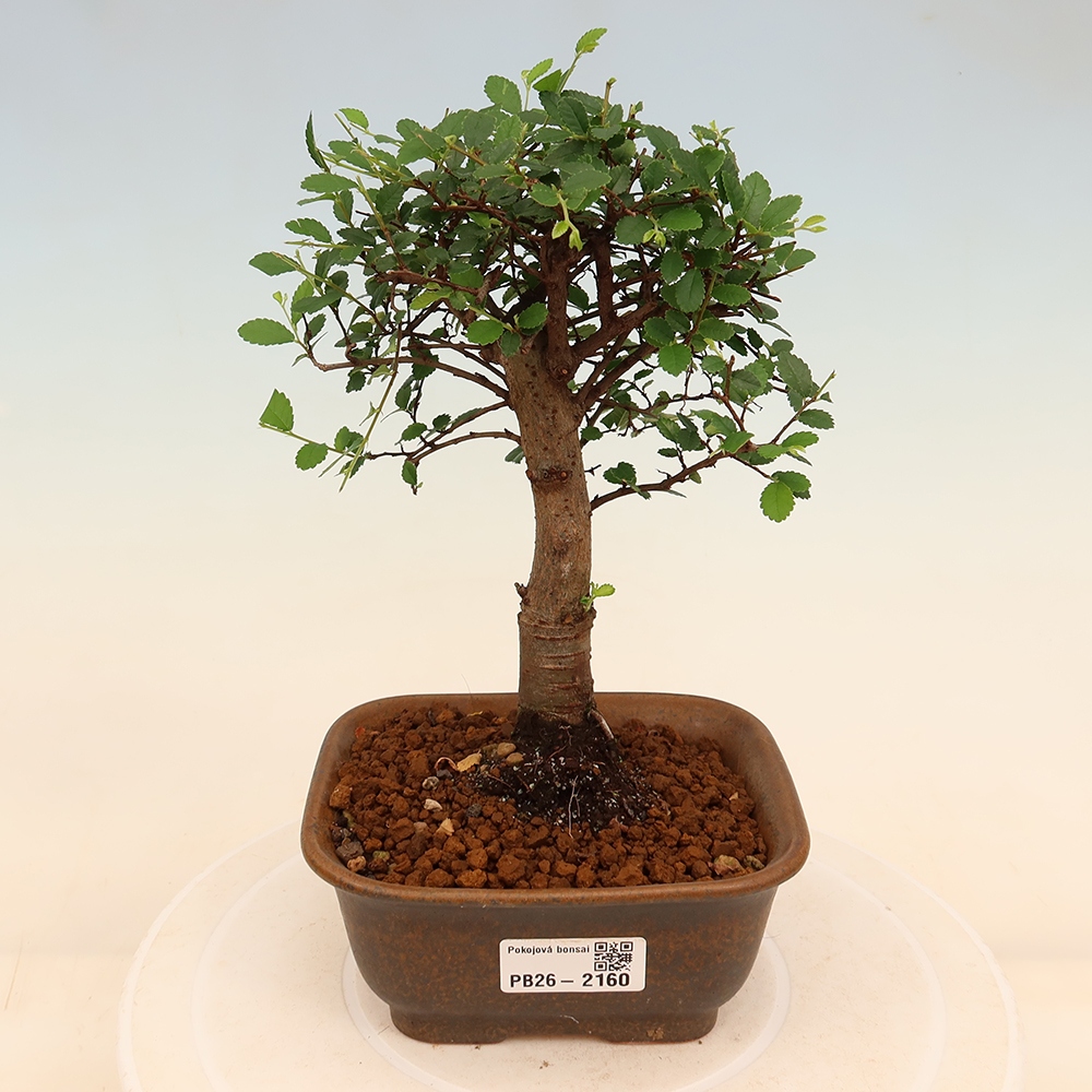 Szobai bonsai - Ulmus parvifolia - Kislevelű szilfa
