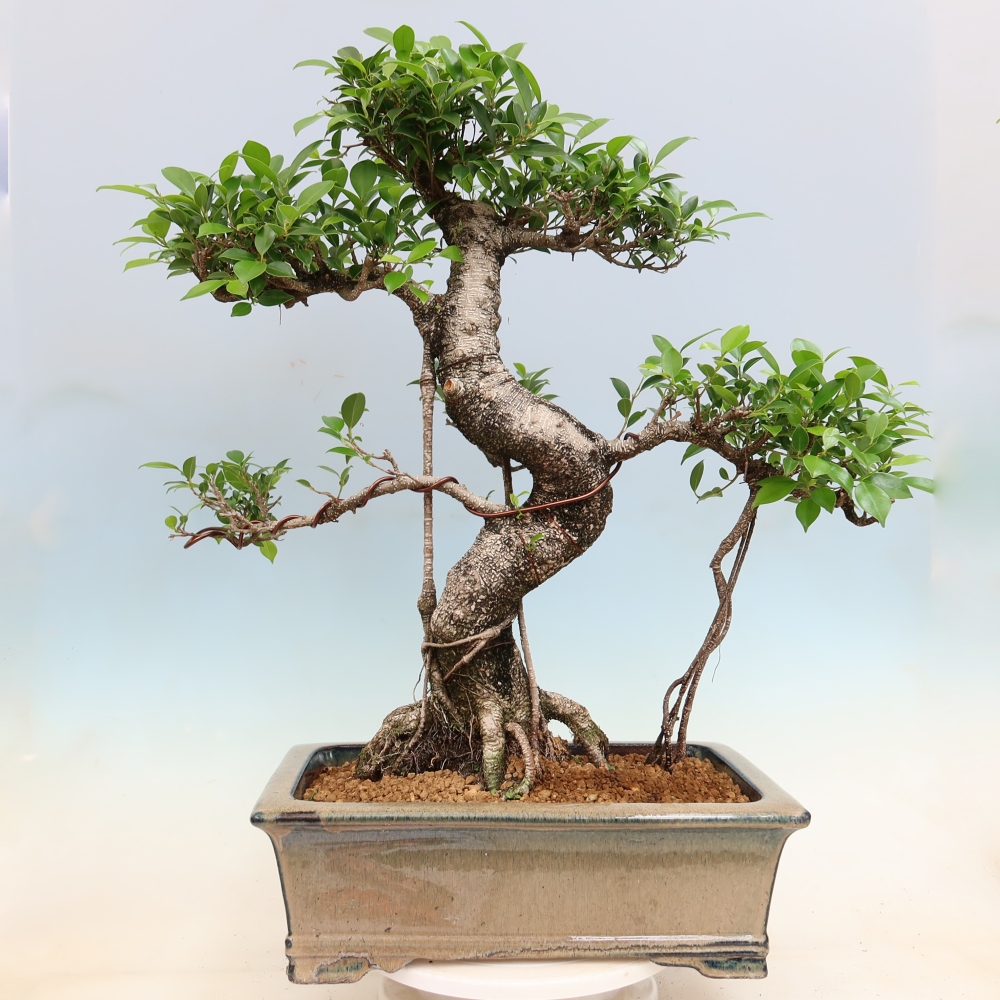 Szobai bonsai - Ficus kimmen - kislevelű fikusz