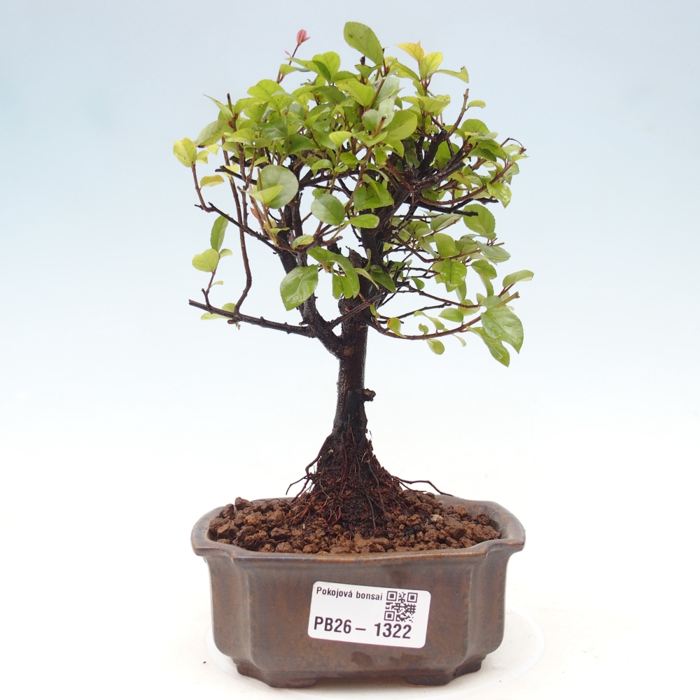 Szobai bonsai - Sageretia thea - Sageretia thea