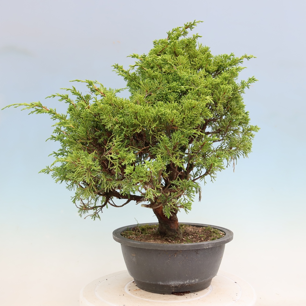 Kültéri bonsai - Juniperus chinensis Itoigawa-Juniperus chinensis