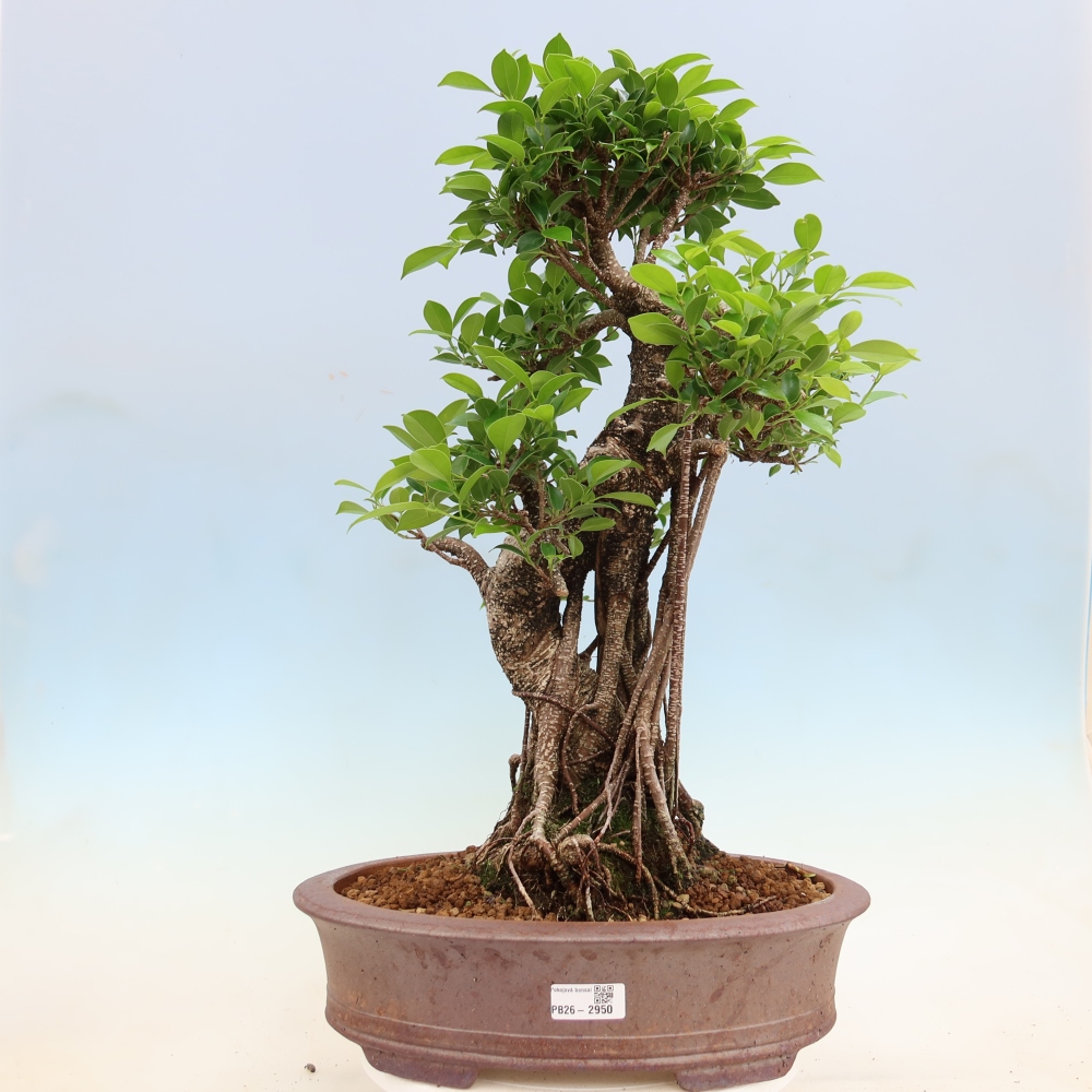 Szobai bonsai - Ficus kimmen - kislevelű fikusz