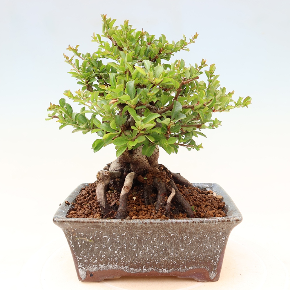 Kültéri bonsai - Chaneomeles speciosa Chojubai