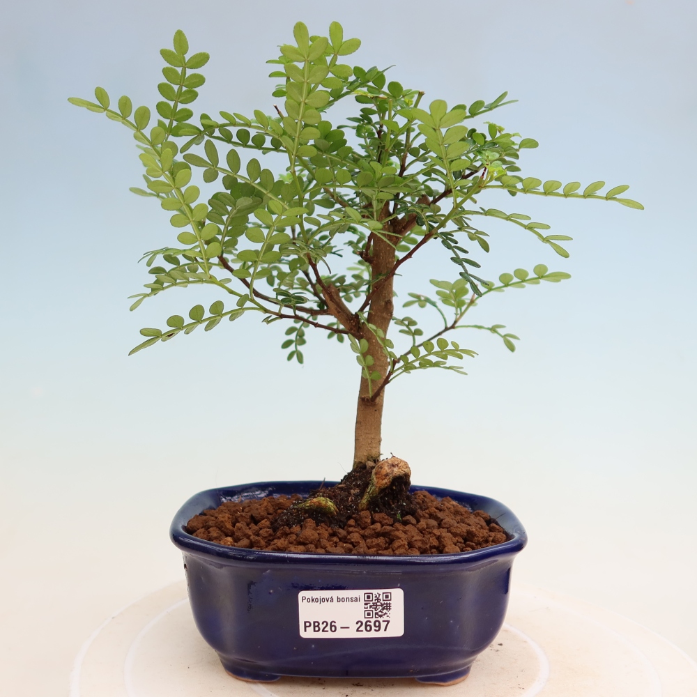 Szobai bonsai - Zantoxylum piperitum - borsfa