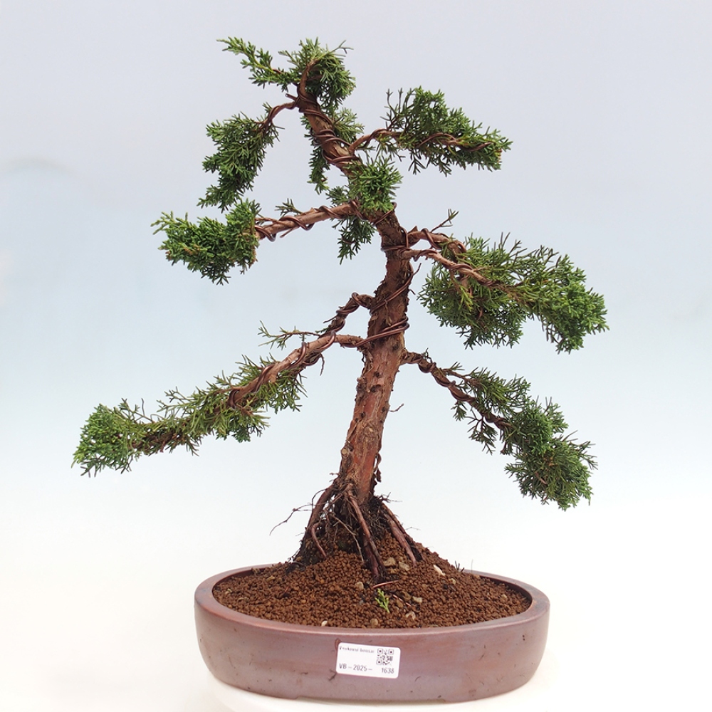 Kültéri bonsai - Juniperus chinensis Kishu