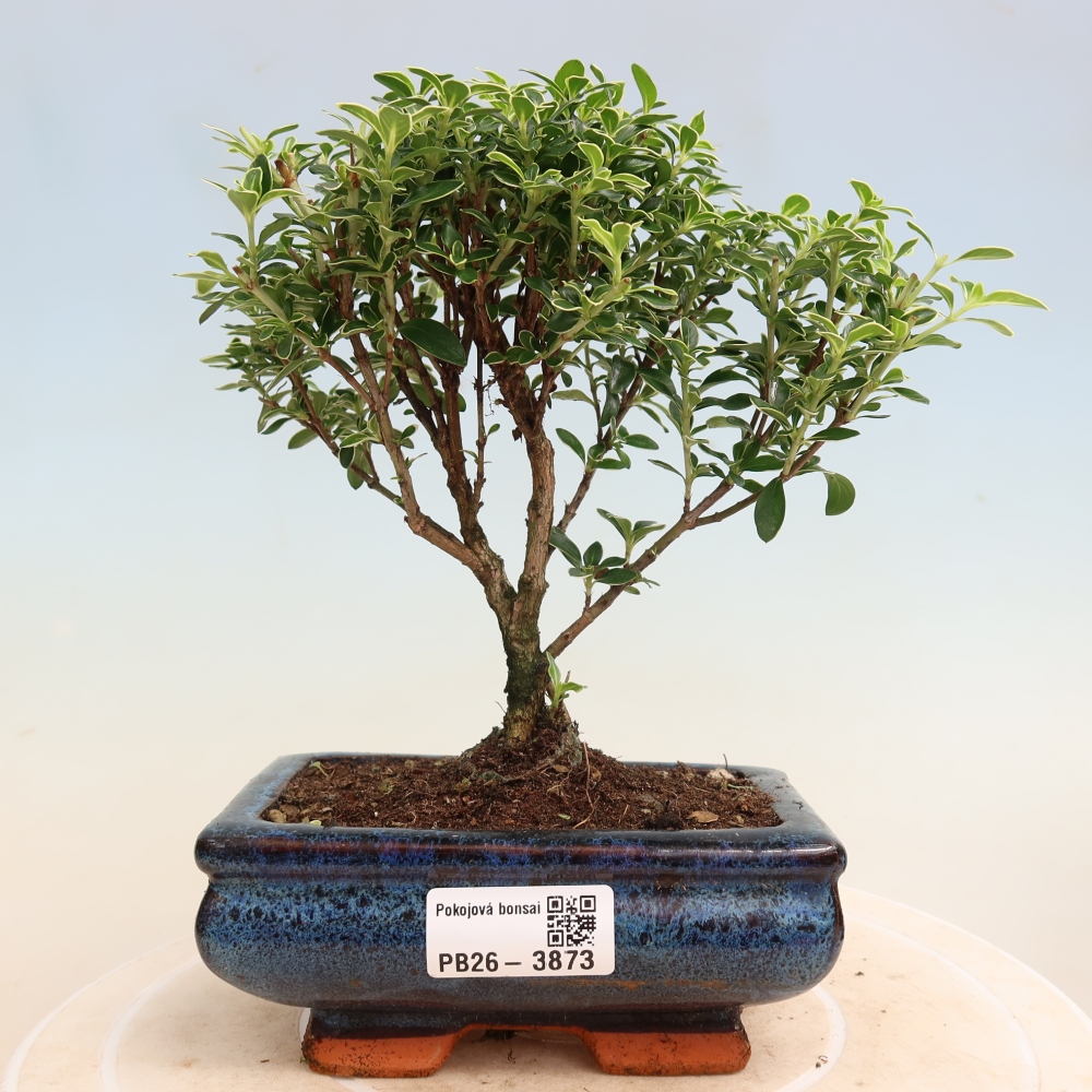 Szobai bonsai - Serissa foetida Variegata - Az ezer csillag fája