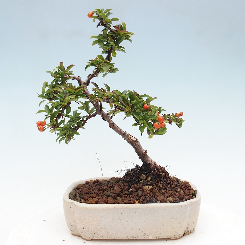 Kültéri bonsai-Pyracantha Teton - Hlox