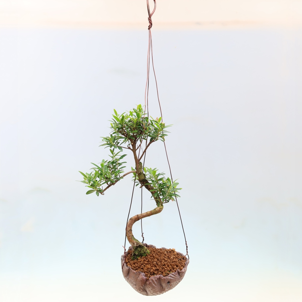 Kokedama kerámiában -Syzygium - Pimento fa
