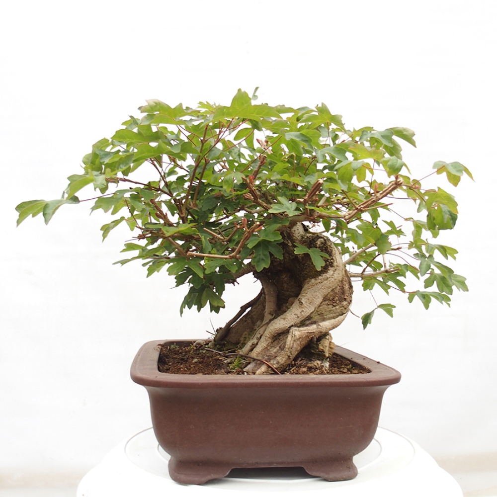 Kültéri bonsai -Javor babyka - Acer campestre