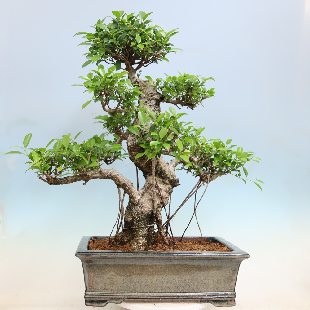 Szobai bonsai - Ficus kimmen - kislevelű fikusz