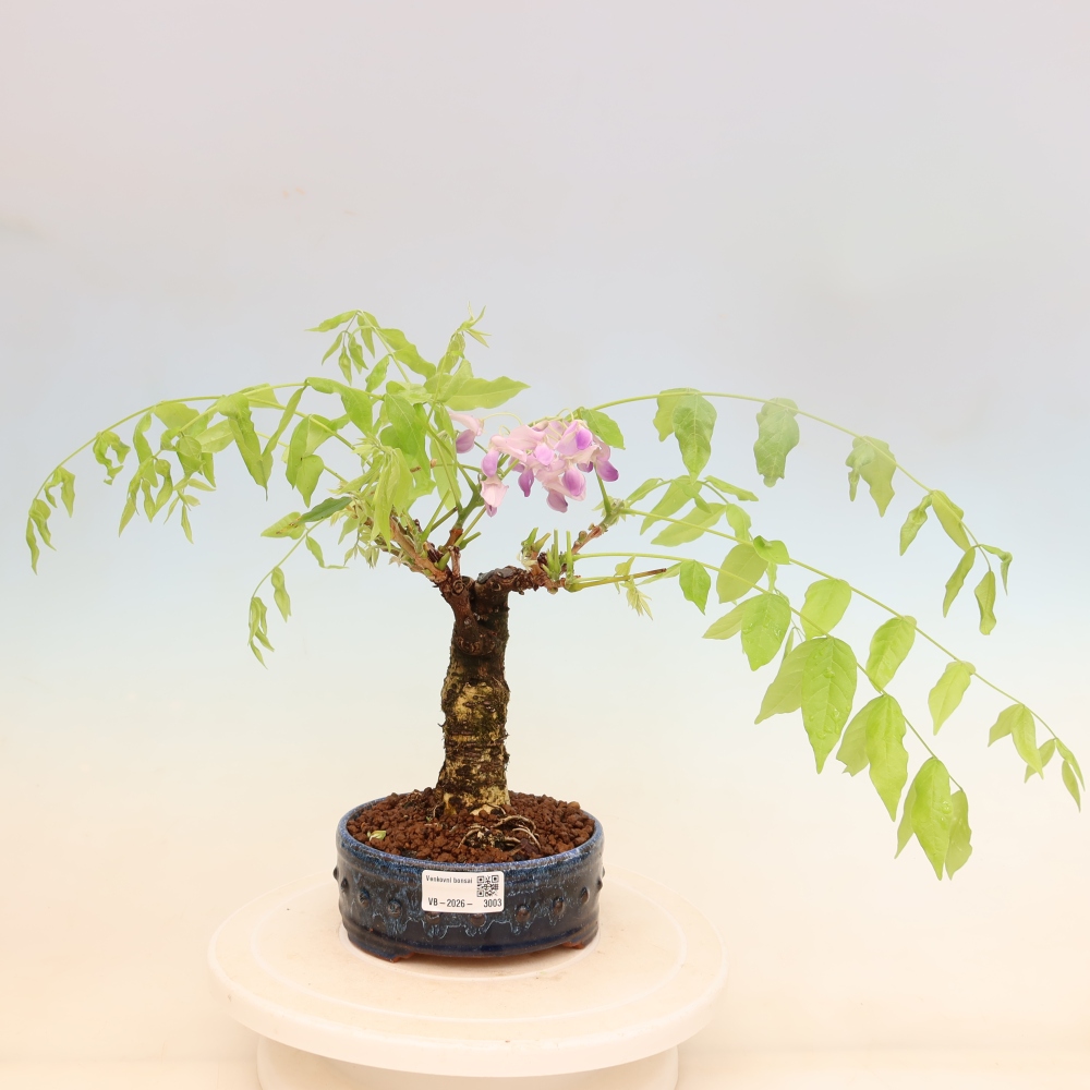 Kültéri bonsai - Wisteria floribunda
