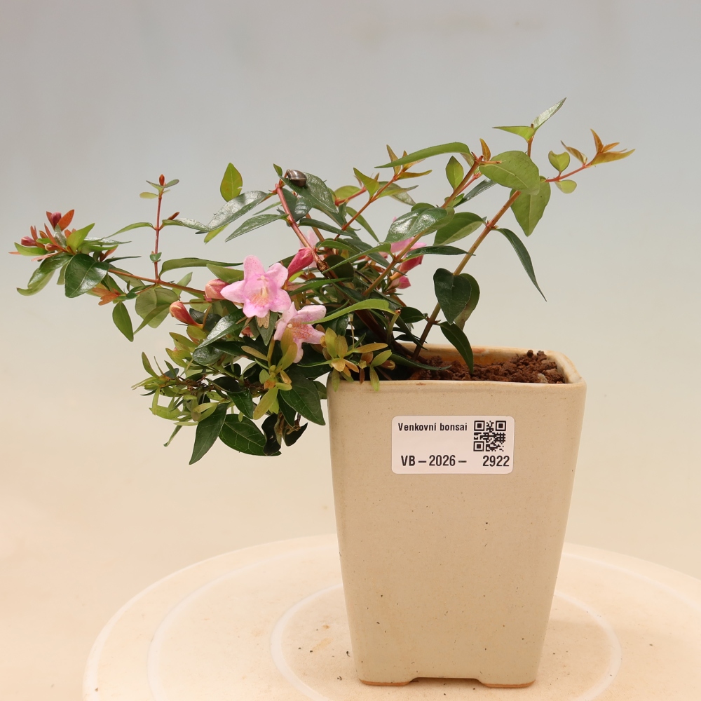 Kültéri bonsai – Abelia Edward Goucher – Nagyvirágú abélia