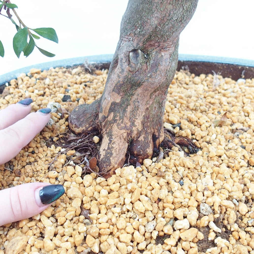 Kültéri bonsai - japán azálea - Azálea CHIHIRO