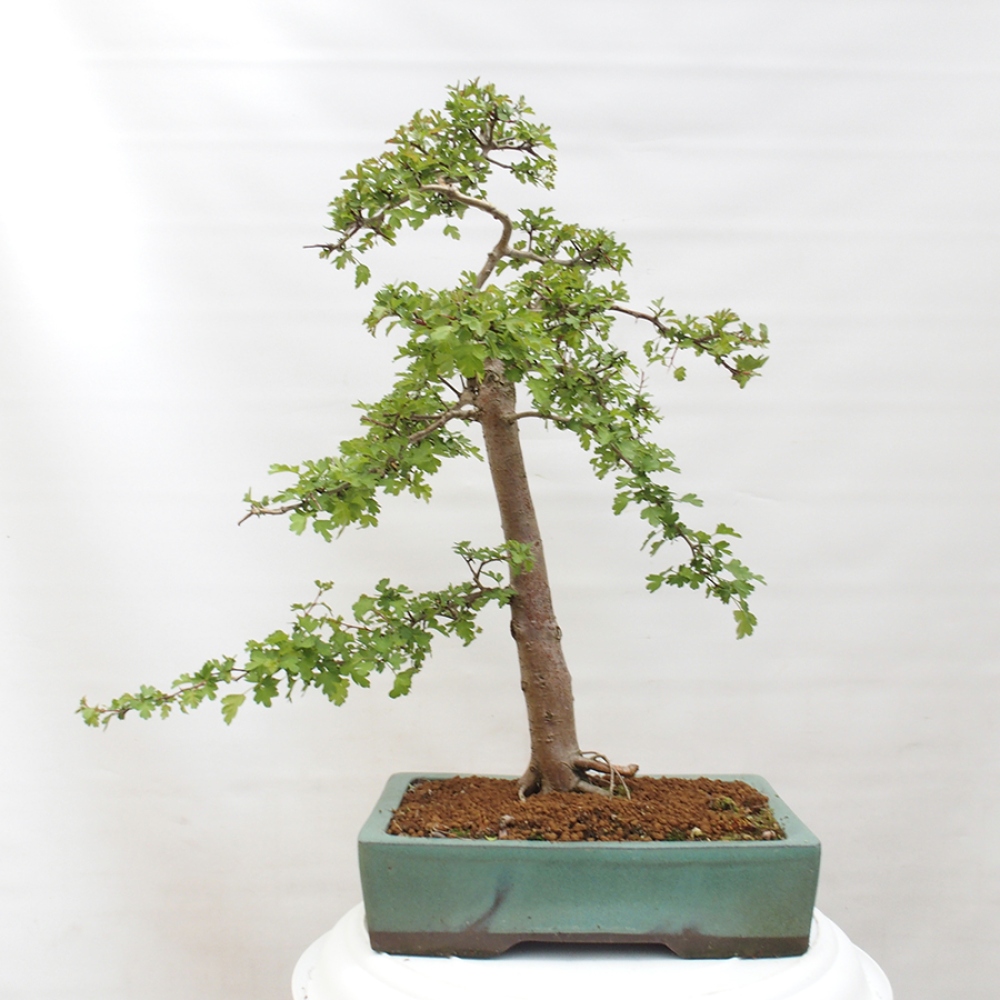 Kültéri bonsai - Galagonya - Crataegus monogyna