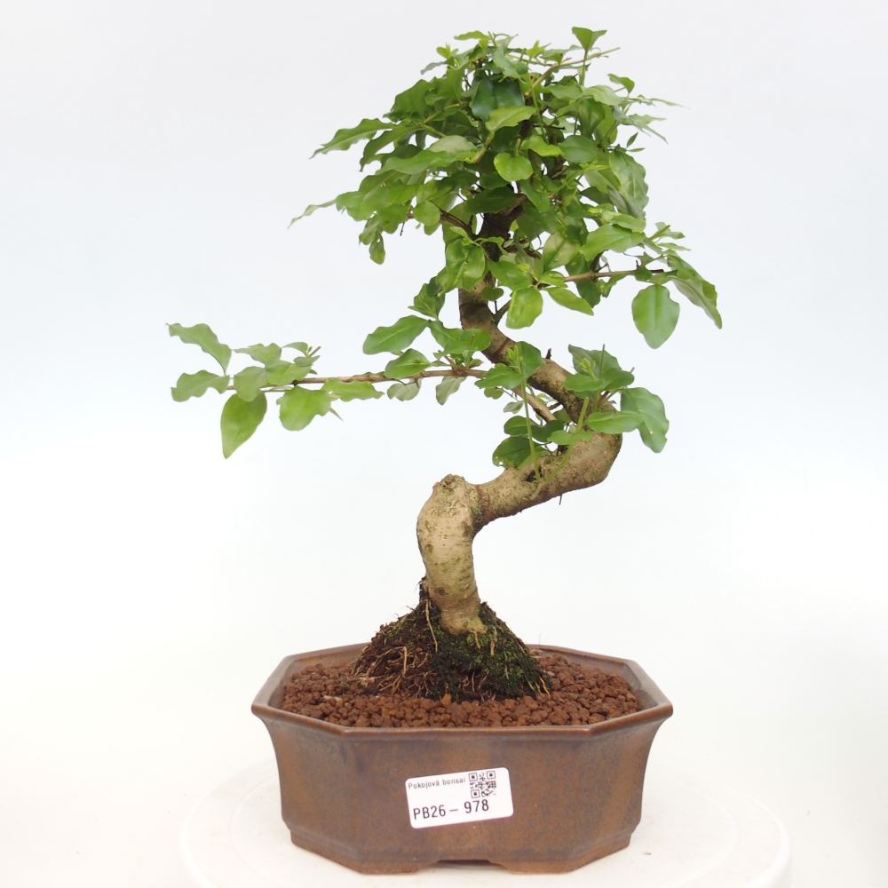 Szobai bonsai -Ligustrum chinensis - Madárcsőr