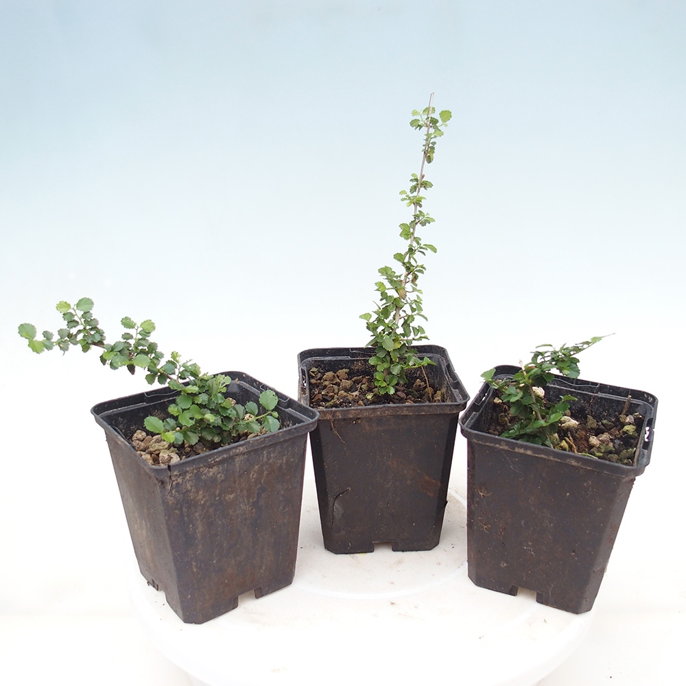 Szobai bonsai - Grewia sp. - Grewia small-leaves konténerben