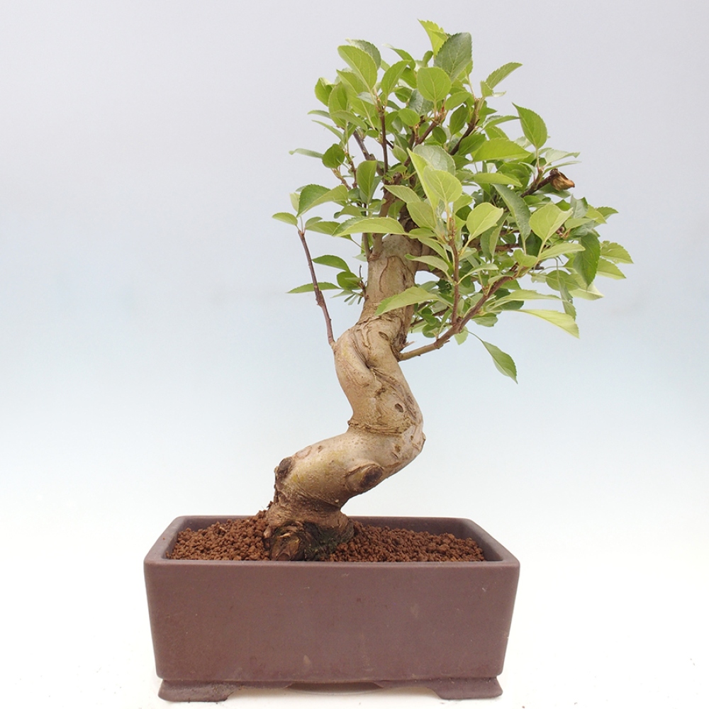 Kültéri bonsai -Malus halliana - Kis gyümölcsű almafa