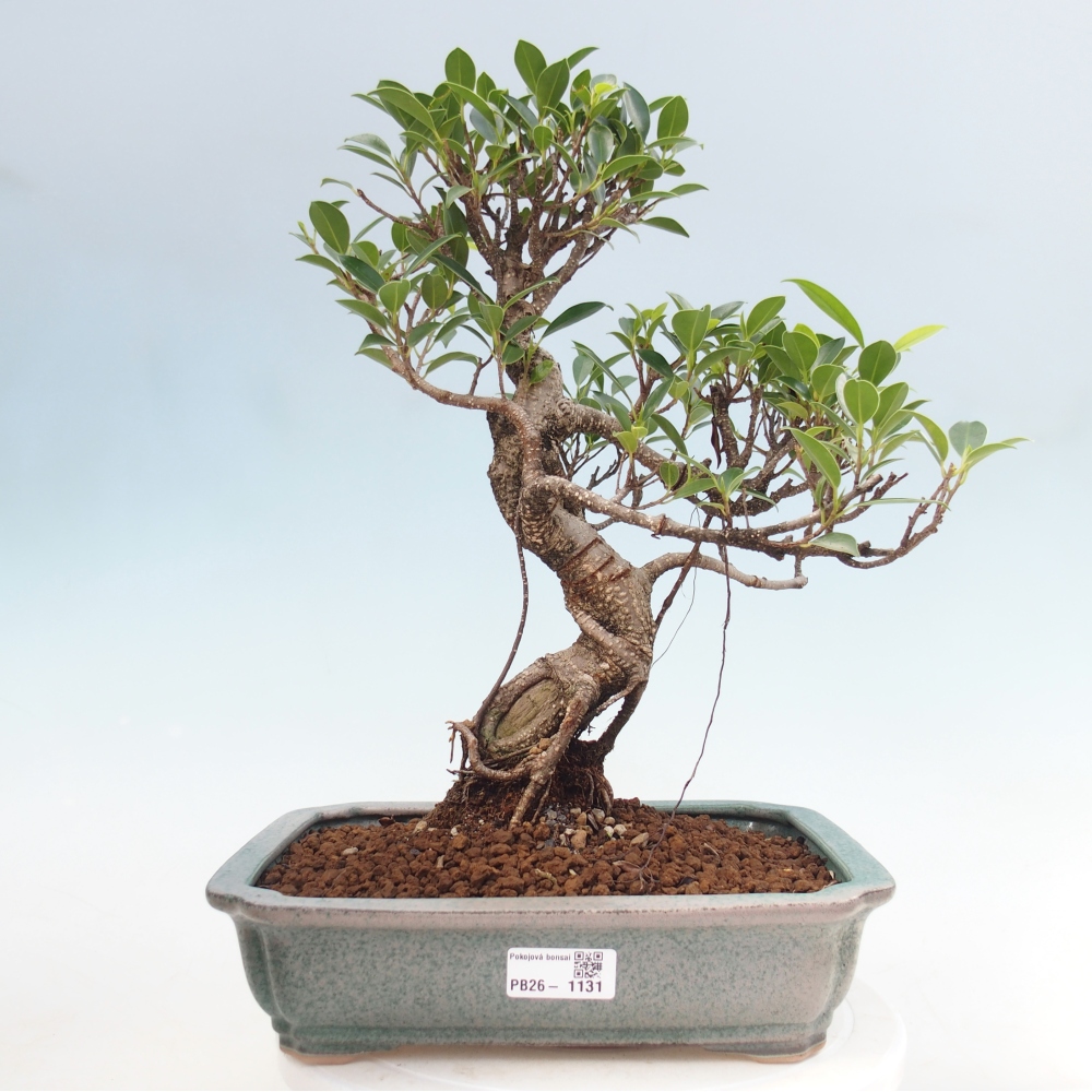 Szobai bonsai - Ficus kimmen - kislevelű fikusz