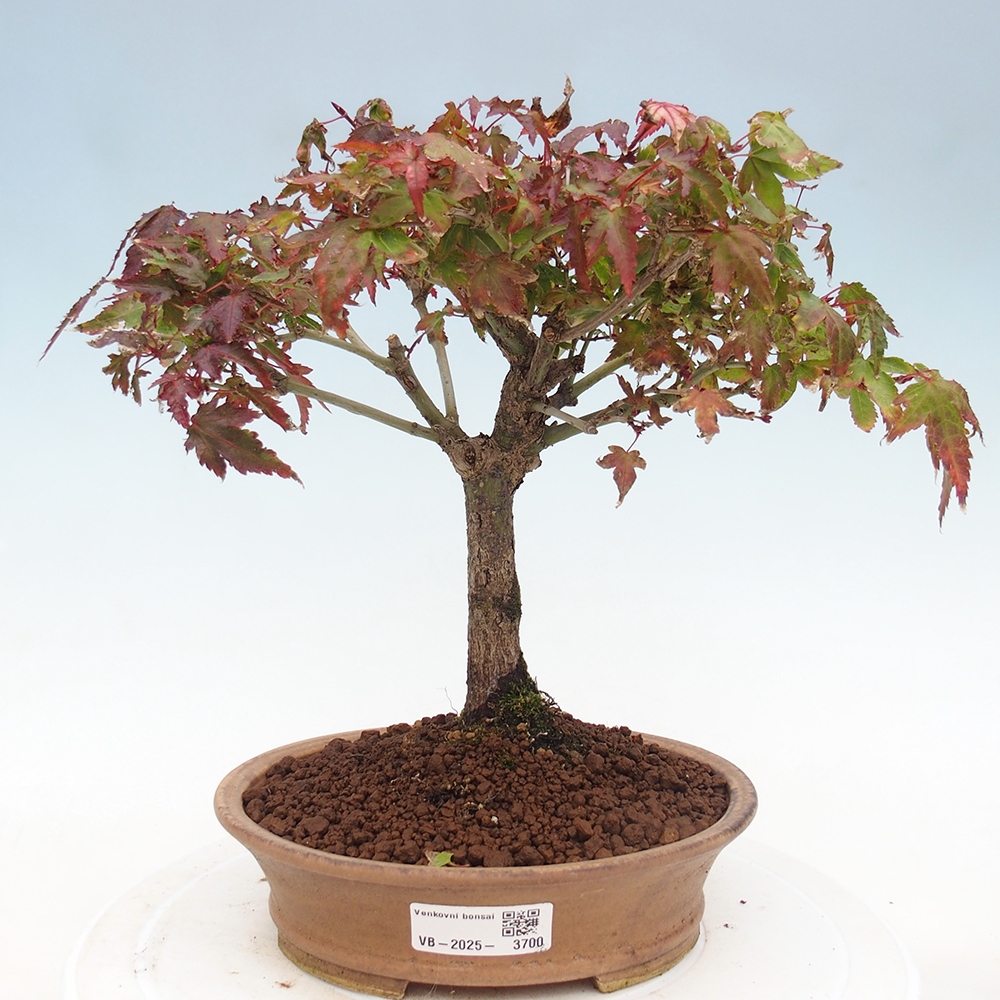 Acer palmatum KIOHIME - Pálma juhar
