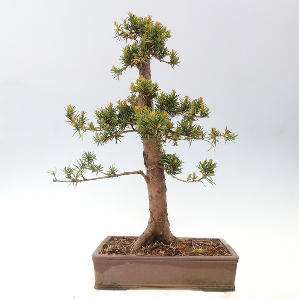 Kültéri bonsai - Taxus cuspidata - japán tiszafa