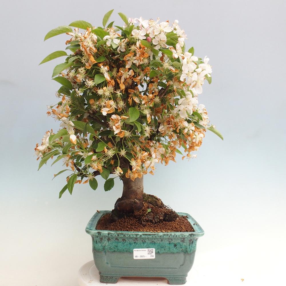 Kültéri bonsai -Malus halliana - Kis gyümölcsű almafa