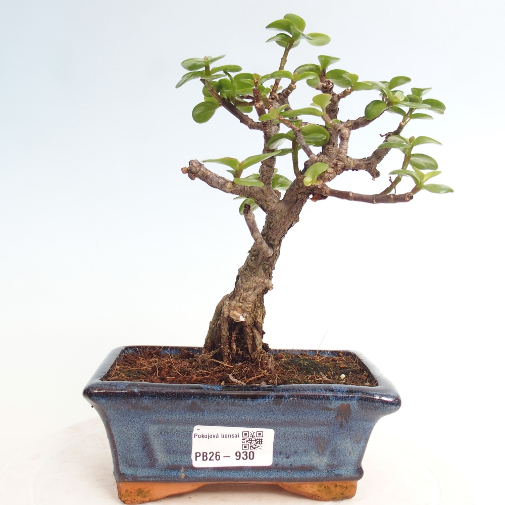 Szoba bonsai - Portulakaria Afra - Tlustice