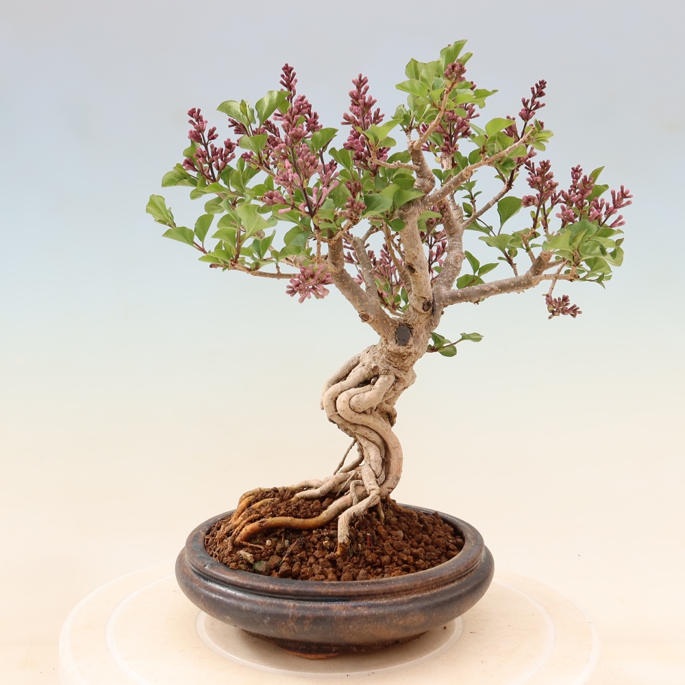 Kültéri bonsai - Syringa microphylla - kisvirágú lila