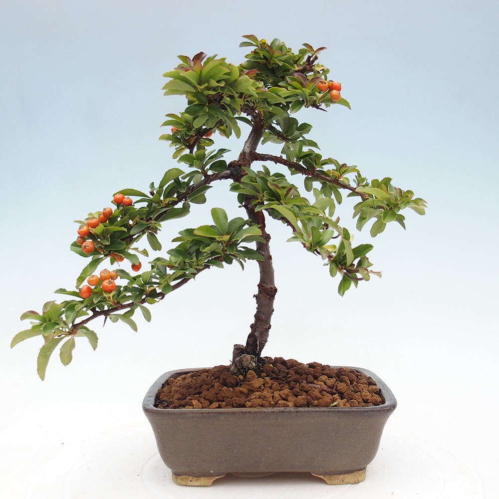 Kültéri bonsai-Pyracantha Teton - Hlox