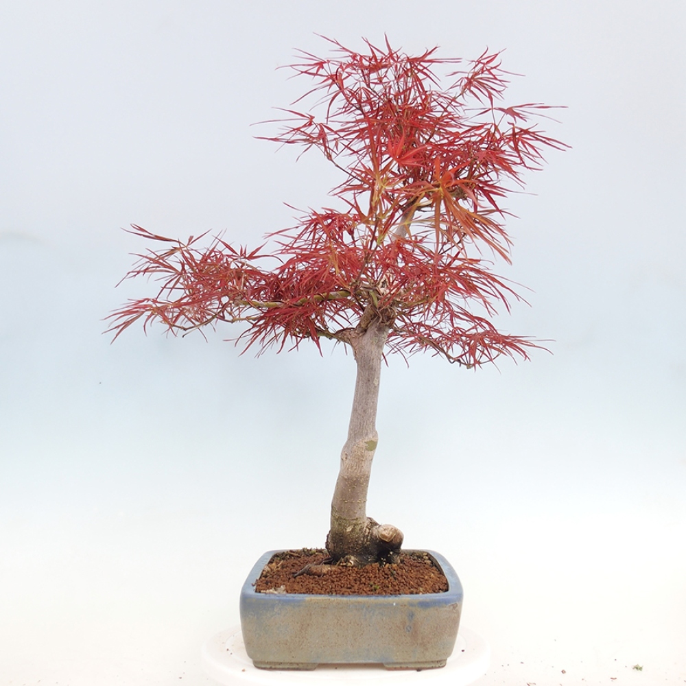 Kültéri bonsai - Acer palmatum RED PYGMY