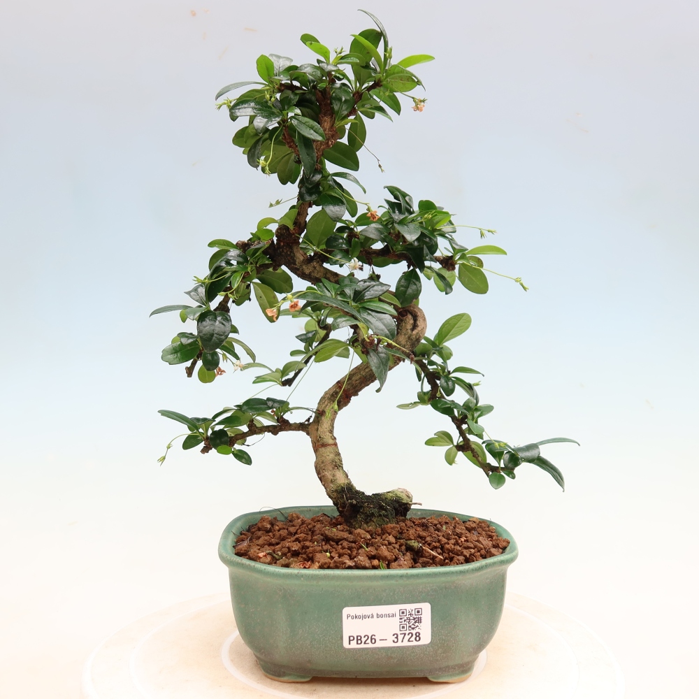 Szobai bonsai - Carmona macrophylla - Tea fuki