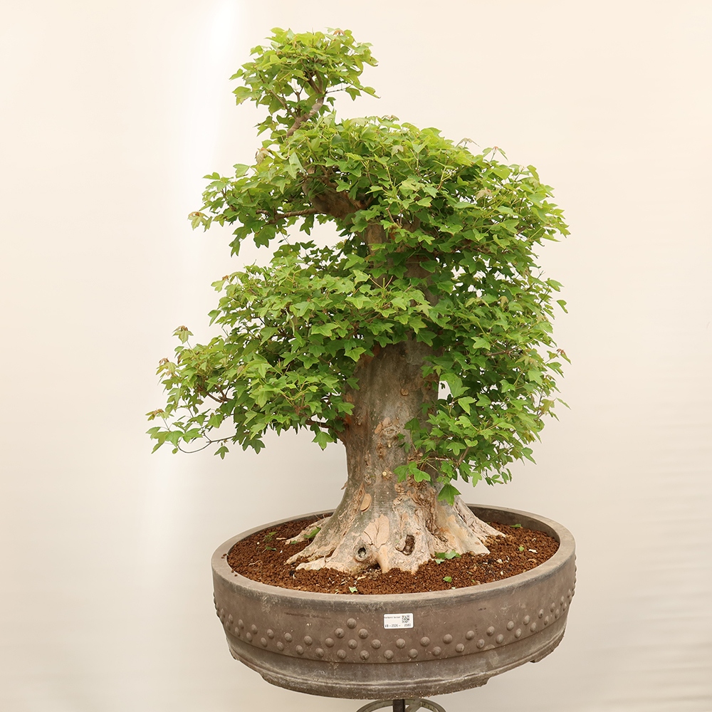 Kültéri bonsai - Juhar Burger - Acer Burgerianum