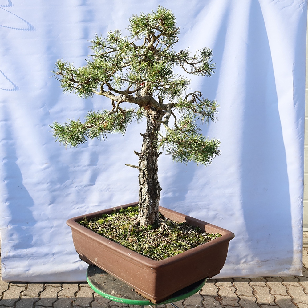 Pinus sylvestris Spanyolország – erdei fenyő