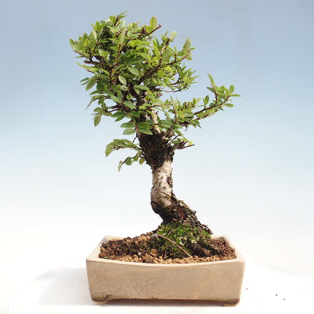 Kültéri bonsai - Zelkova - Zelkova NIRE
