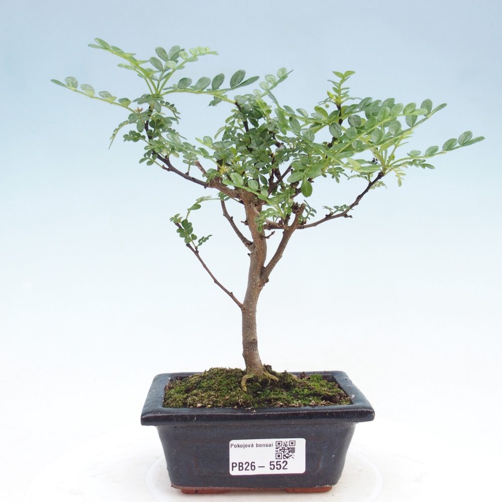 Szobai bonsai - Zantoxylum piperitum - borsfa