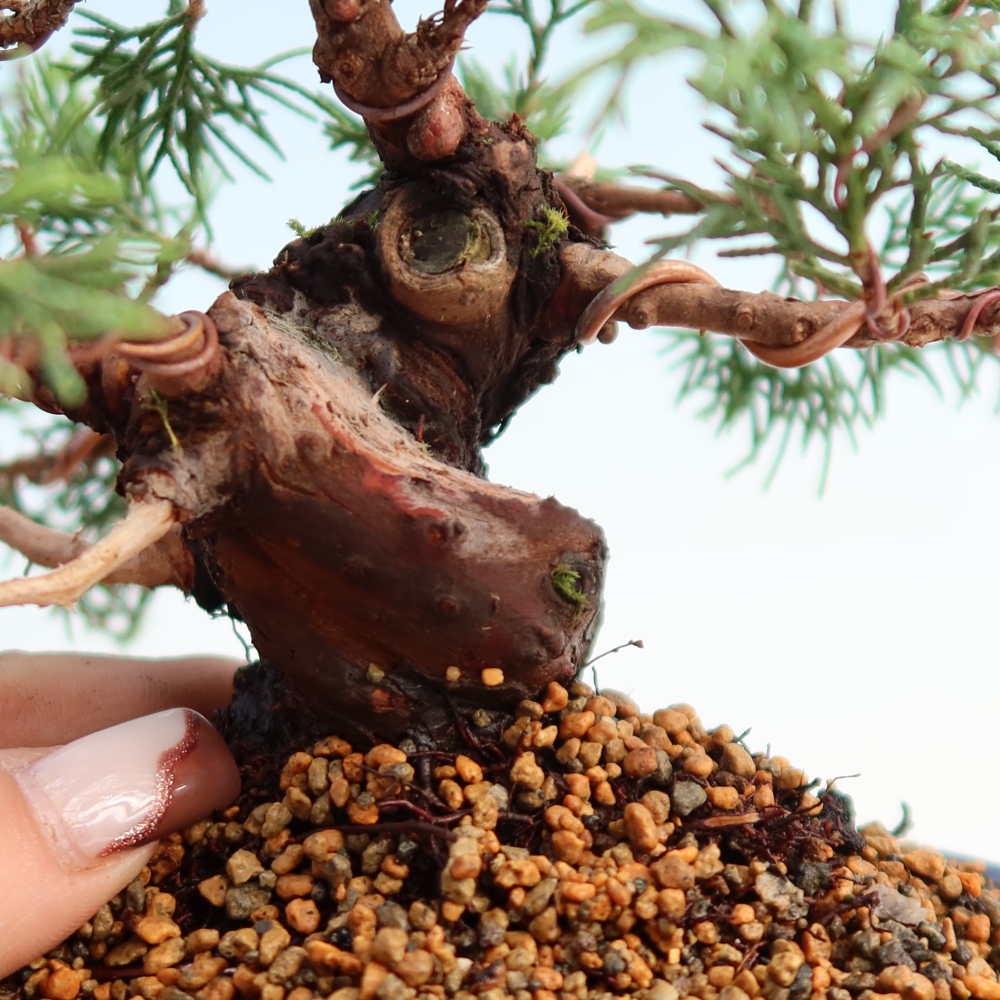 Kültéri bonsai - Juniperus chinensis Itoigawa