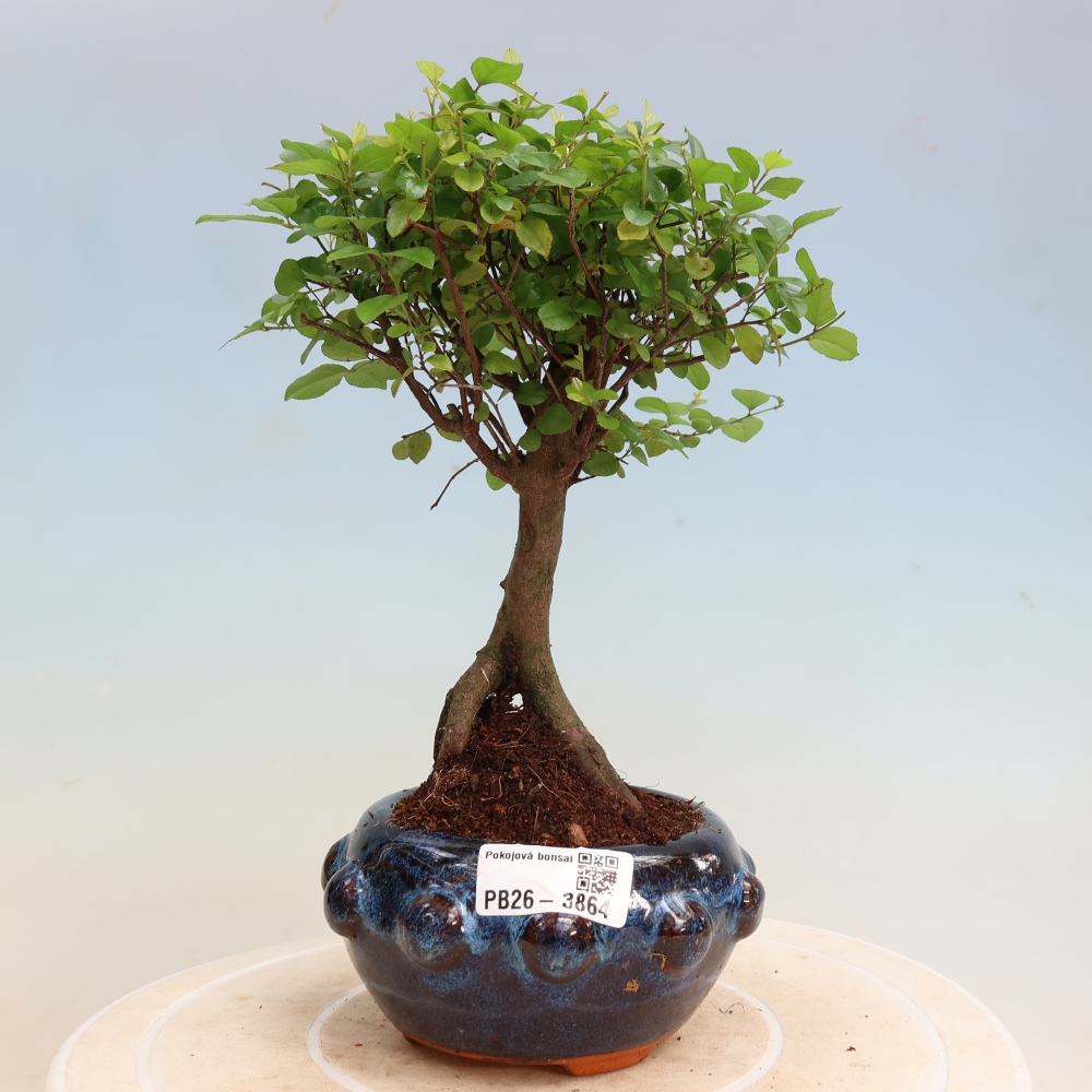 Szobai bonsai - Sageretia thea - Sageretia thea