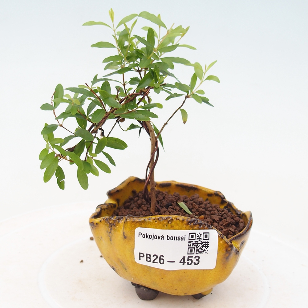 Szobai bonsai-PUNICA granatum nana-gránátalma