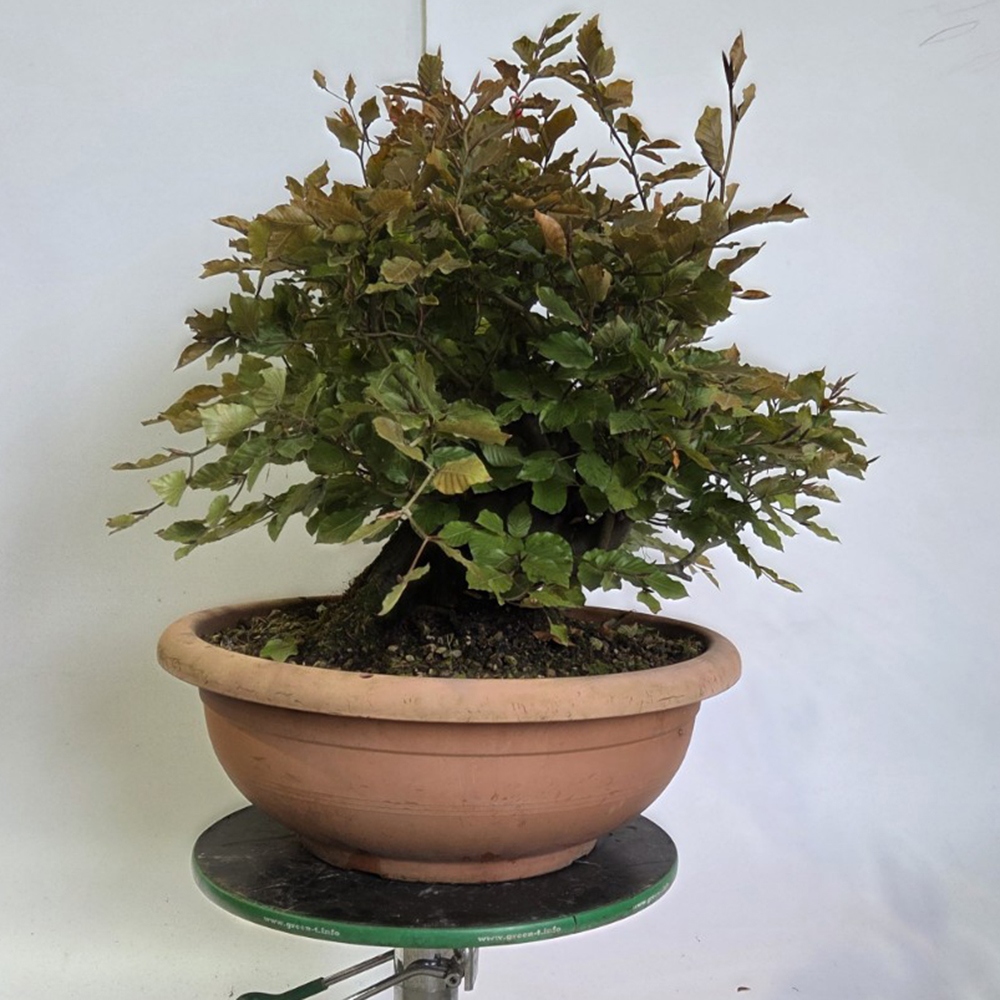 Kültéri bonsai-Fagus sylvatica