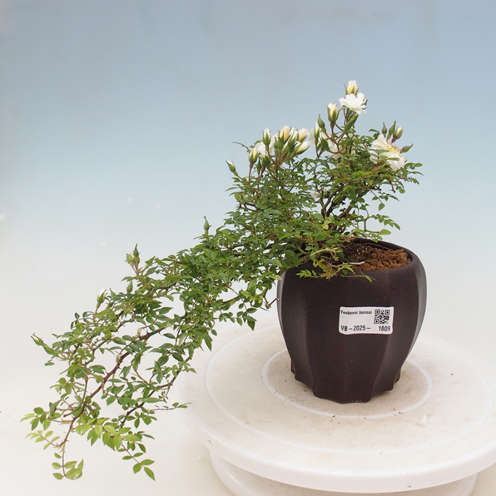 Kültéri bonsai - Rosa Sea Foam - rózsa