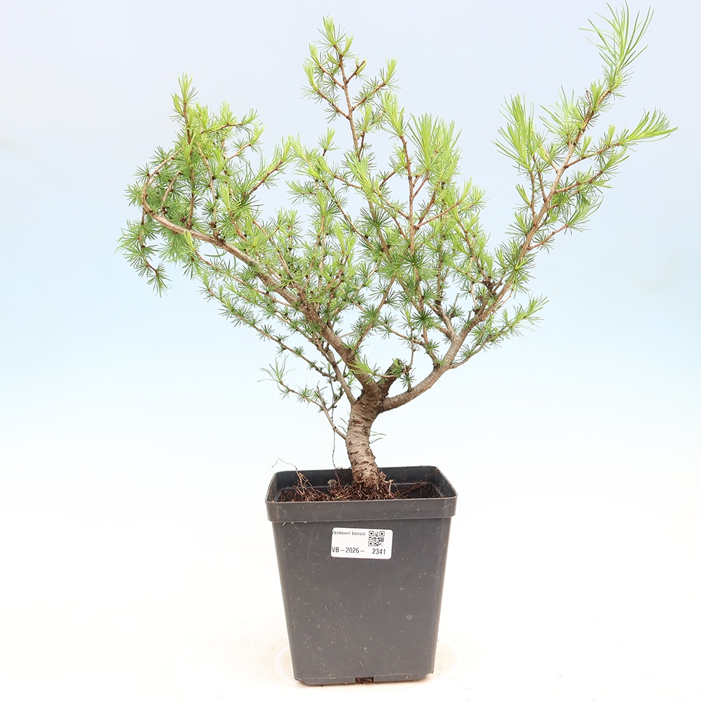 Kültéri bonsai - Larix decidua - vörösfenyő