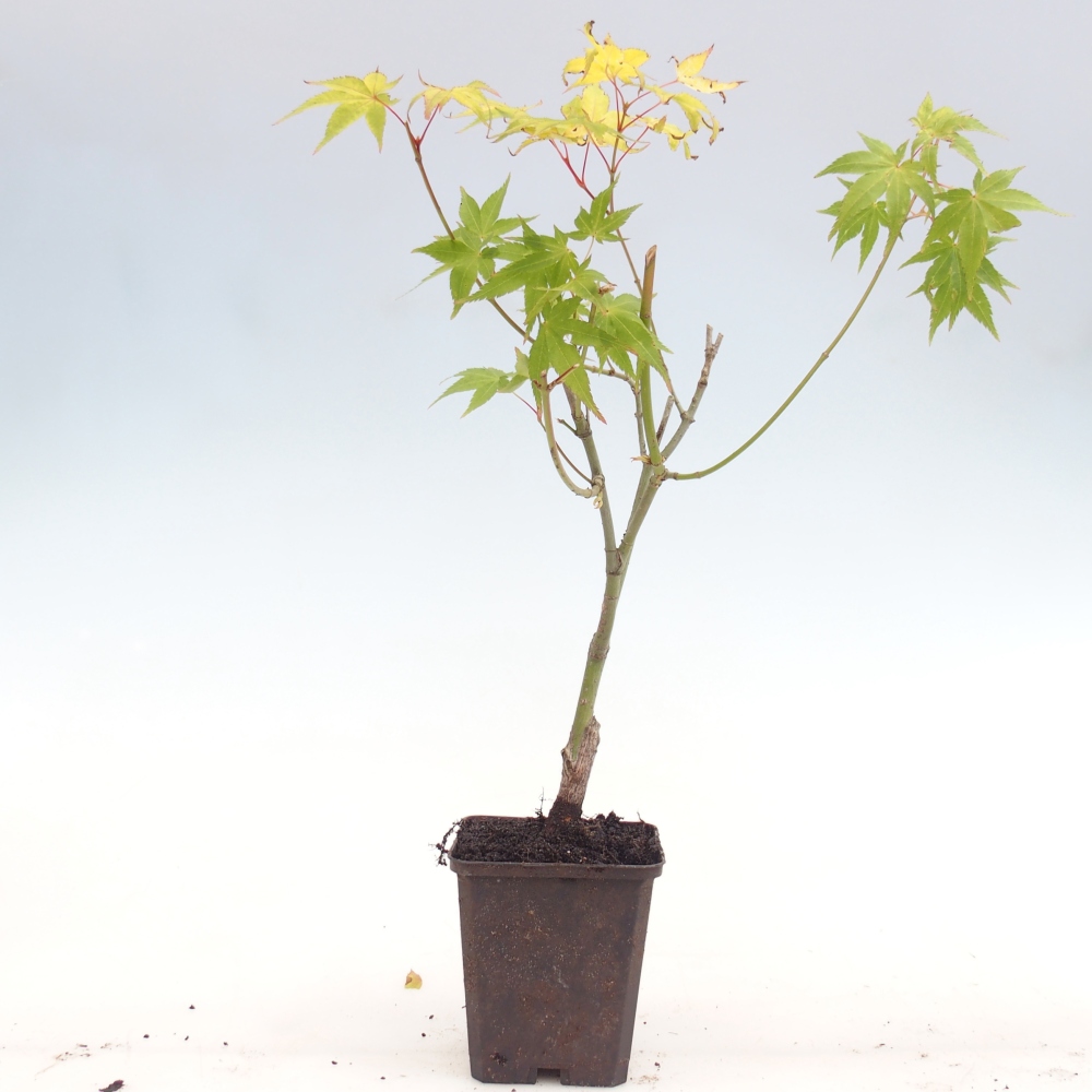 Kültéri bonsai -Javor arany pálma - Acer palmatum Aureum konténerben