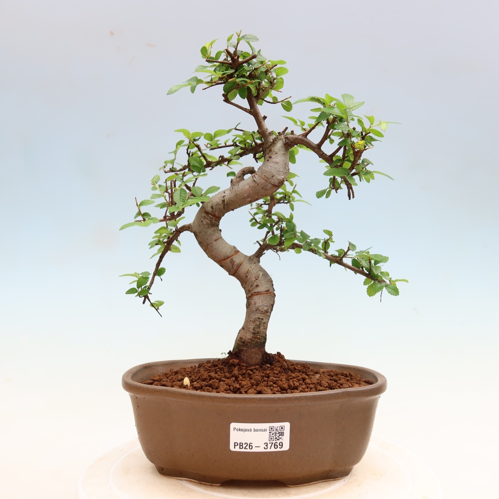 Szobai bonsai - Ulmus parvifolia - Kislevelű szilfa