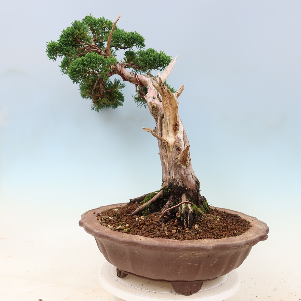 Kültéri bonsai - Juniperus chinensis Kishu