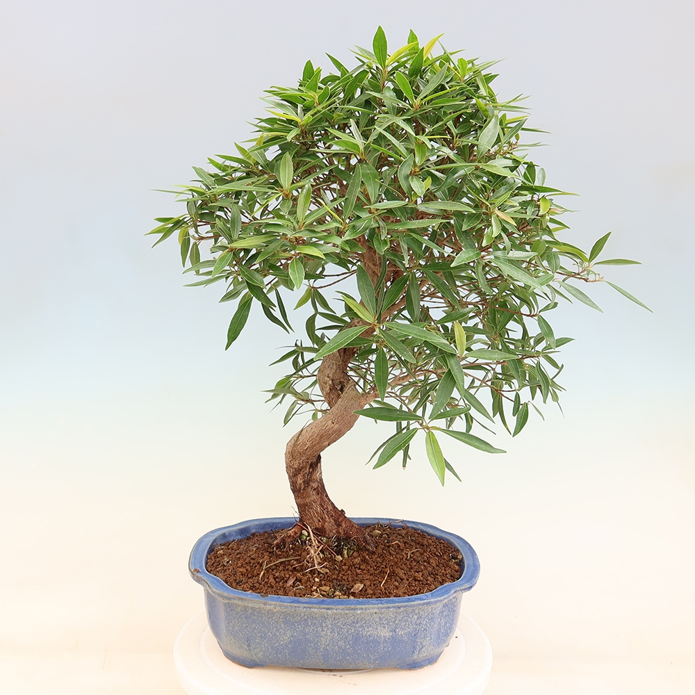 Szobai bonsai - Ficus nerifolia - kislevelű fikusz