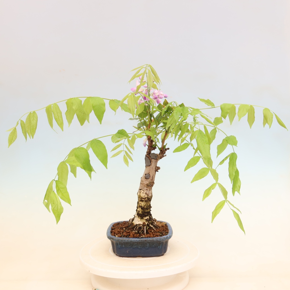 Kültéri bonsai - Wisteria floribunda