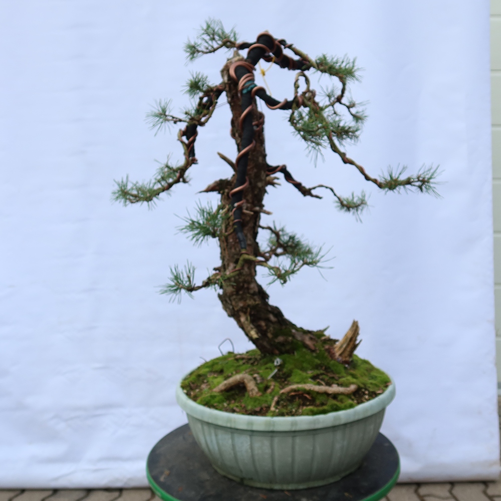 Pinus sylvestris Spanyolország – erdei fenyő