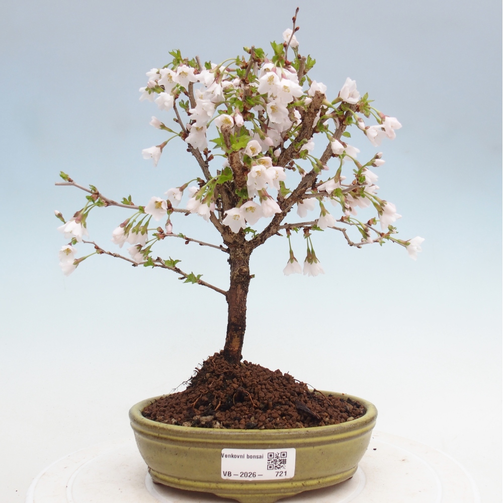 Kültéri bonsai - Prunus incisa Kojou-no mai-Plivon kivágva