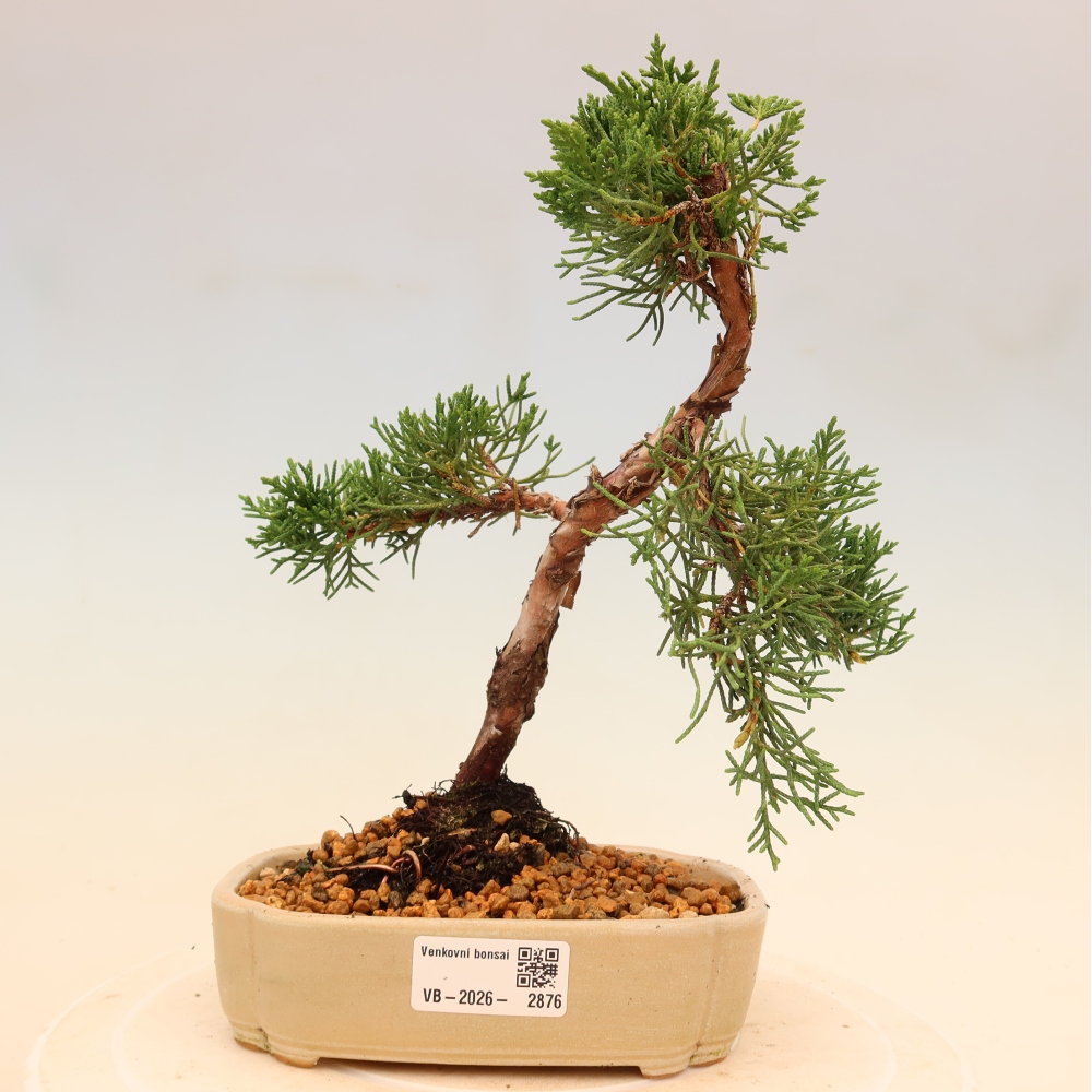 Kültéri bonsai - Juniperus chinensis Kishu