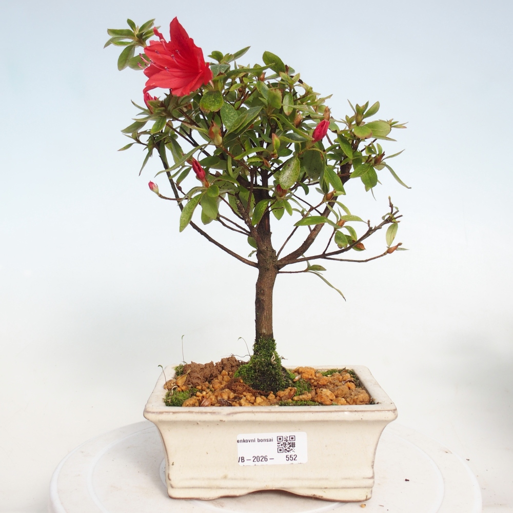 Kültéri bonsai - japán azálea - Azalea sp.